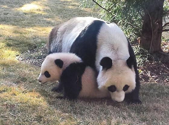 bao bao panda bao bao panda